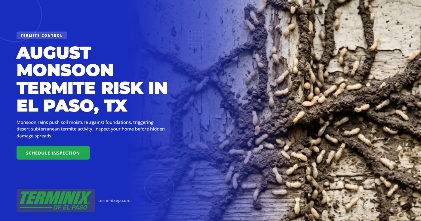 How August Monsoon Rains Accelerate Termite Damage in El Paso, TX Homes