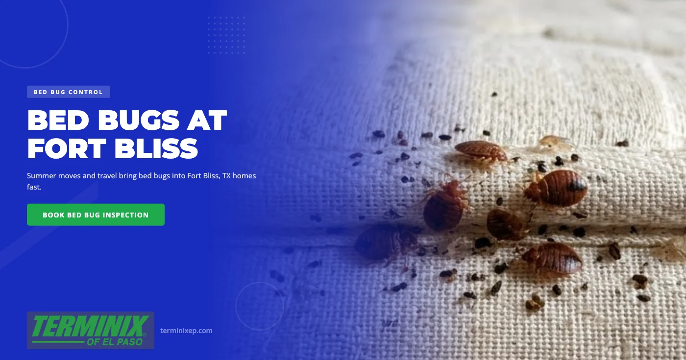 Summer Moves and Bed Bugs: Protecting Your Fort Bliss, TX Home During Peak Relocation Season