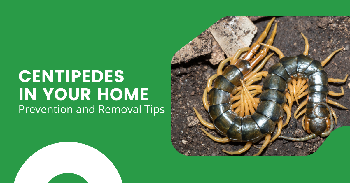 House Centipede Infestation Signs