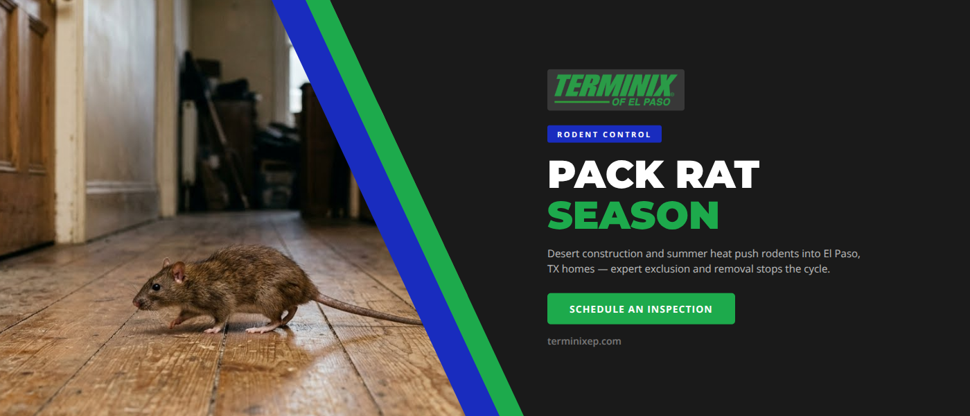 Rodent control in El Paso, TX - Terminix El Paso technician inspecting pack rat midden and roof rat entry points during summer infestation season
