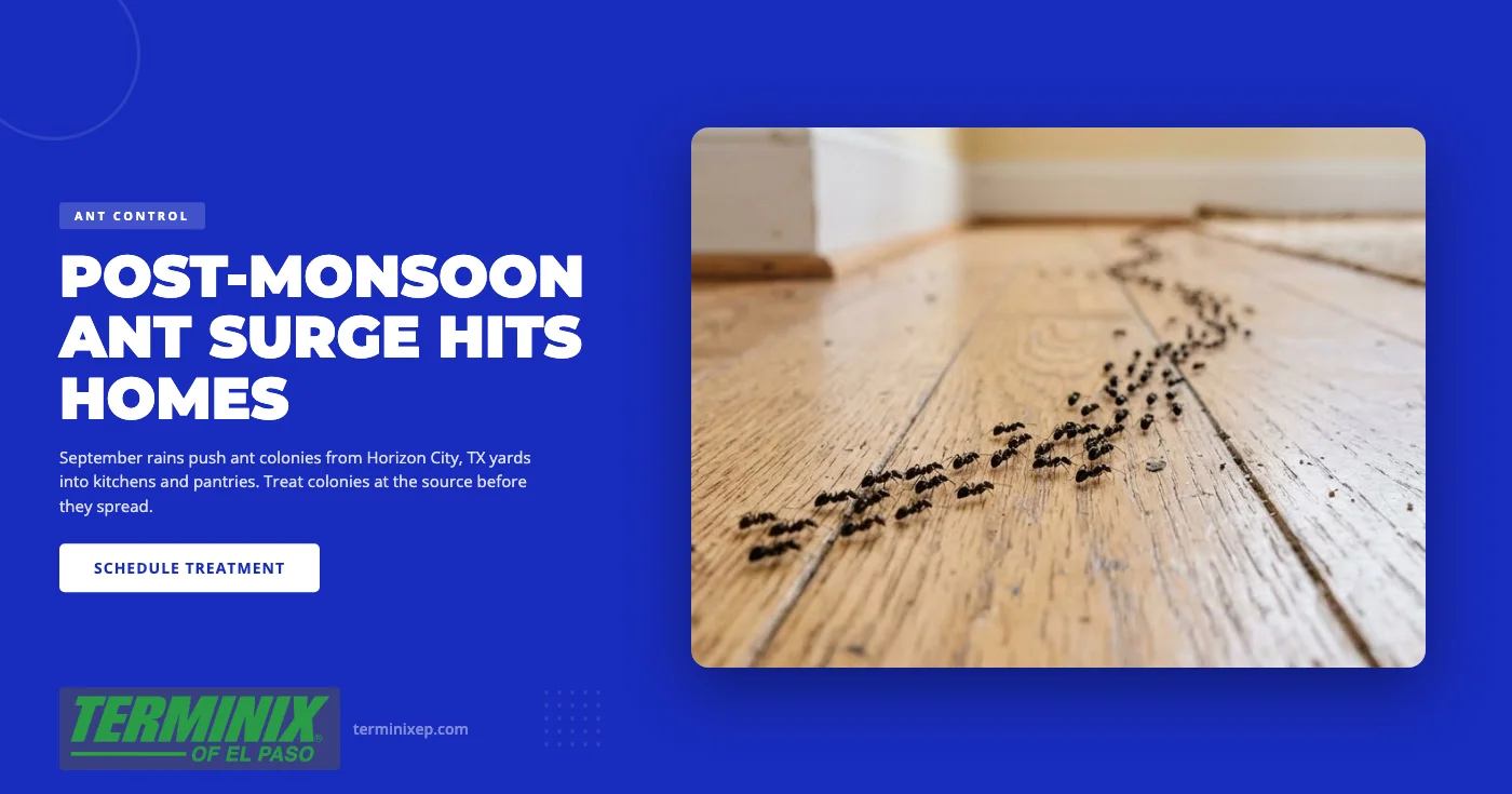 Post-Monsoon Ant Surge in Horizon City, TX: Why September Brings Ants Indoors