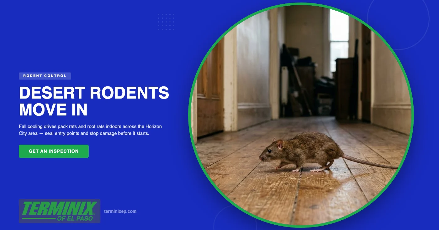 Desert Rodents in Horizon City, TX: How Fall Cooling Drives Pack Rats Into Homes