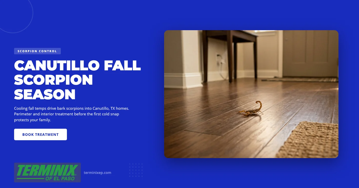 Scorpions in Canutillo, TX: Why Cooling Fall Temperatures Drive Them Into Your Home