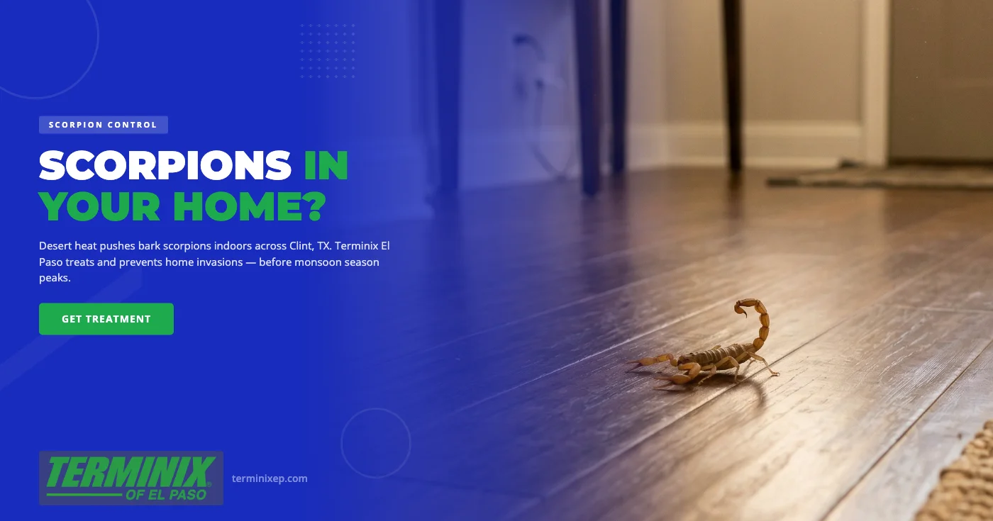 Bark scorpion on wall in Clint TX home — desert scorpion control by Terminix El Paso