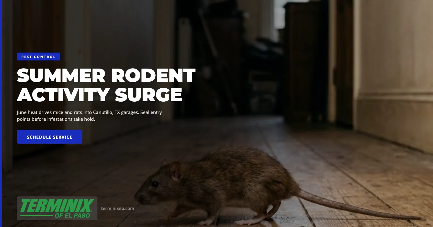 Mouse near wooden beams in a garage in Canutillo TX during summer heat