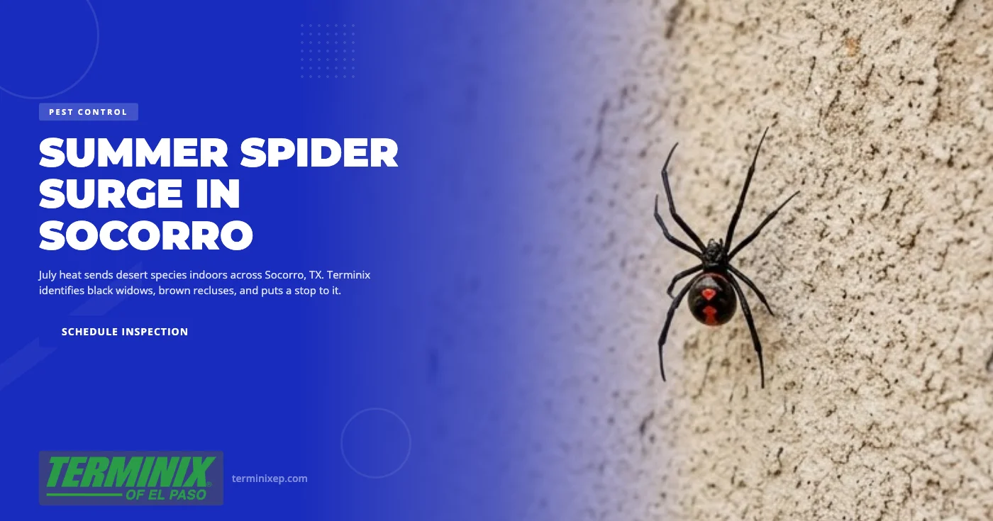 Spider control Socorro TX - Terminix of El Paso technician inspecting a desert home garage and foundation for summer spider activity