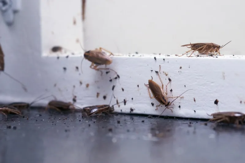 A cluster of cockroaches on a kitchen countertop, highlighting pest problems.