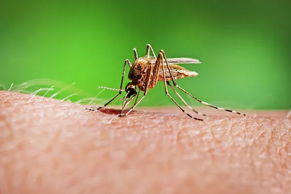 An image depicting a swarm of mosquitoes near a residential property.