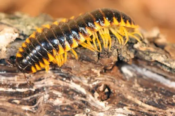 A millipede crawling on a wooden surface, showcasing pest presence.