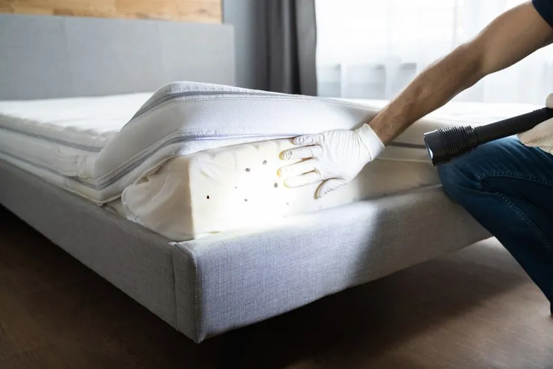 How we treat Bed Bugs