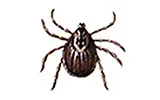 How We Treat of Tick